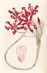 Laelia undulata